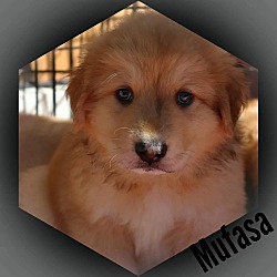 Photo of Puppy Mufasa