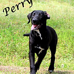 Thumbnail photo of Perry ~ meet me! #2