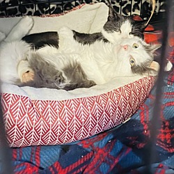 Thumbnail photo of Fluffy & Oreo #2