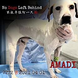 Thumbnail photo of Amadi 7772 #1