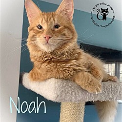 Photo of Noah