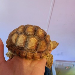 Thumbnail photo of Tortoise, the sulcata #3