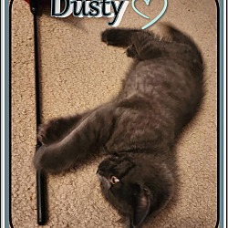 Thumbnail photo of DUSTY #3