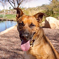 adopt a pet