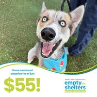 adopt a pet