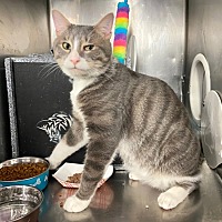 adopt a pet
