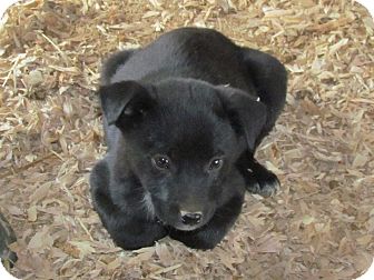australian cattle dog lab mix puppies for sale