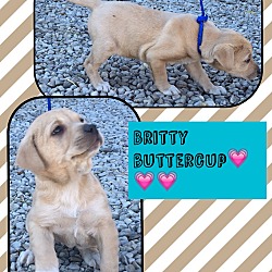 Thumbnail photo of Britty Buttercup (Pom) #2
