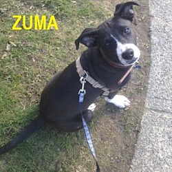 Thumbnail photo of ZUMA #2