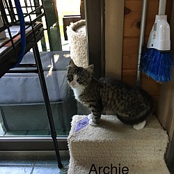 Thumbnail photo of Archie #3
