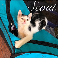 Thumbnail photo of Scout #1