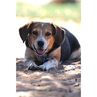 Beagle Puppies For Sale In Utah Adoptapet Com