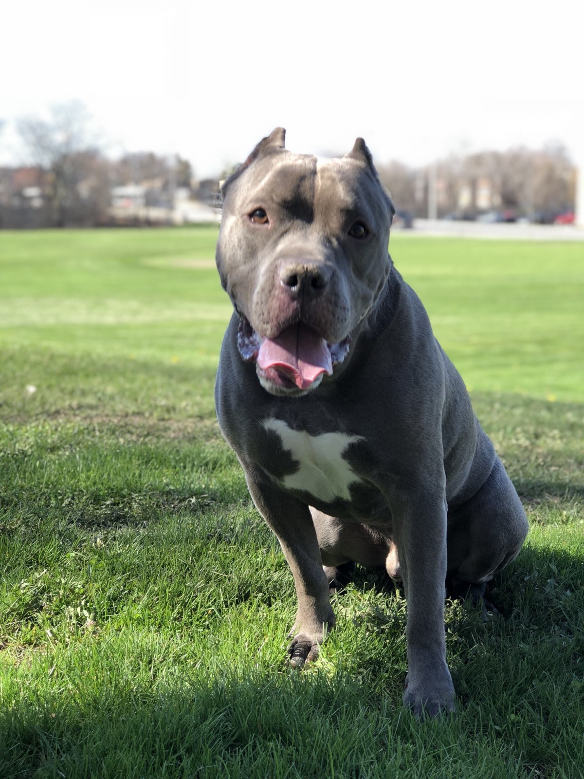 Adopt Gotti a Brown/Chocolate Bull Terrier / Akita / Mixed dog in San