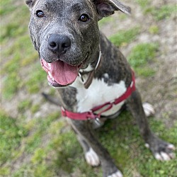 Thumbnail photo of 2311-1535 Annie (Off Site Foster) #3