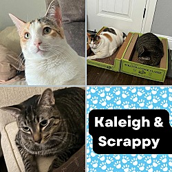Photo of Bonded Pair Kaleigh & Scrappy