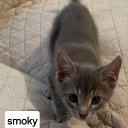 Photo of B-Smoky/Fluffy