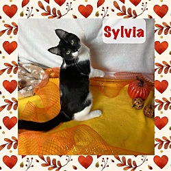 Thumbnail photo of Sylvia #1