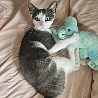adopt a pet