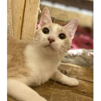 adopt-pet