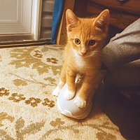 adopt a pet