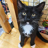 adopt a pet