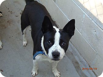 boston terrier border terrier mix