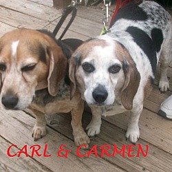 Thumbnail photo of CARMEN & CARL #1