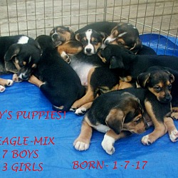 Thumbnail photo of MAY'S PUPPIES #1