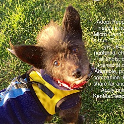 Photo of Peppy! VIDEO! Cairn Terrier X