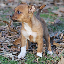 Thumbnail photo of Chili~adopted! #2
