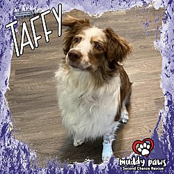 Photo of Taffy (Courtesy Post)
