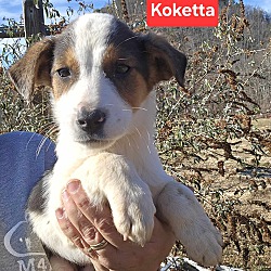 Photo of Koketta