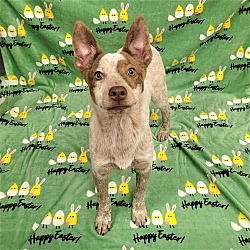 Thumbnail photo of Rainy Day Pups: Murk PENDING ADOPTION #3