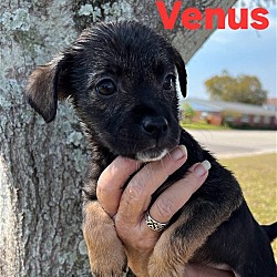 Thumbnail photo of Venus #4