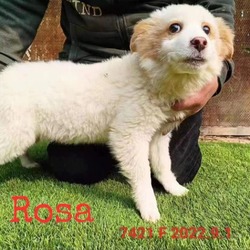 Thumbnail photo of Rosa 7421 #4