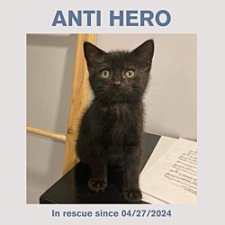 Thumbnail photo of Anti Hero #3