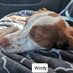 Thumbnail photo of OK/Windy (TX) #3