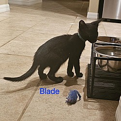 Thumbnail photo of Blade 6.24.24 #3