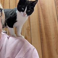 adopt a pet