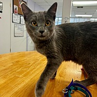adopt a pet