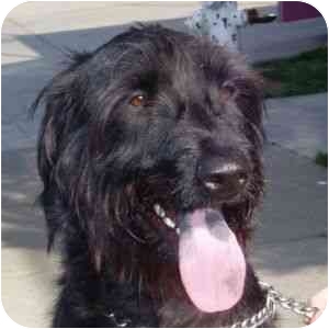 bouvier wolfhound mix