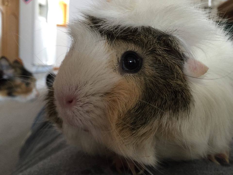 neutered guinea pig for sale