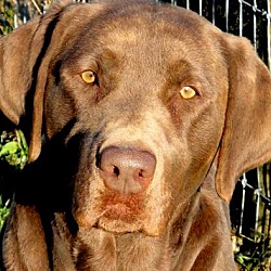 Thumbnail photo of CHARLIE(WOW!! ONE GORGEOUS LAB #1