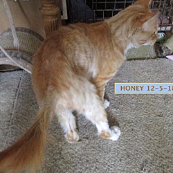 Thumbnail photo of Honey Boy-adopted 12-22-18 #2