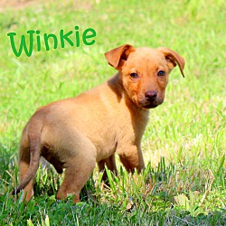 Thumbnail photo of Winkie~adopted! #1