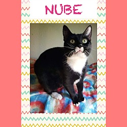Photo of NUBE