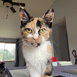 Photo of Purrsia