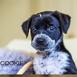 Photo of Cookie (TX)