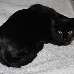 Thumbnail photo of Onyx (Neutered) #4