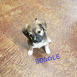 Thumbnail photo of Boggle Pending Adoption 04/30 #2